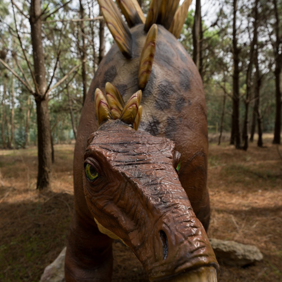 Stegosaurus wins
