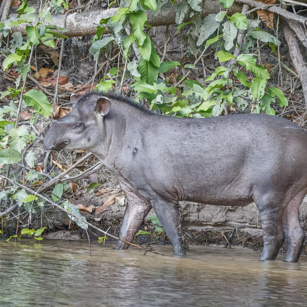 Tapir wins