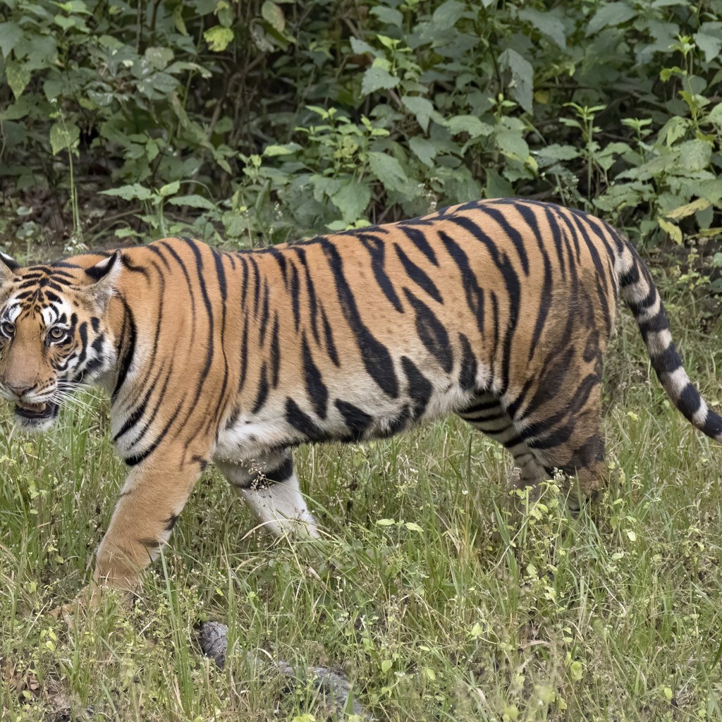 Tiger wins