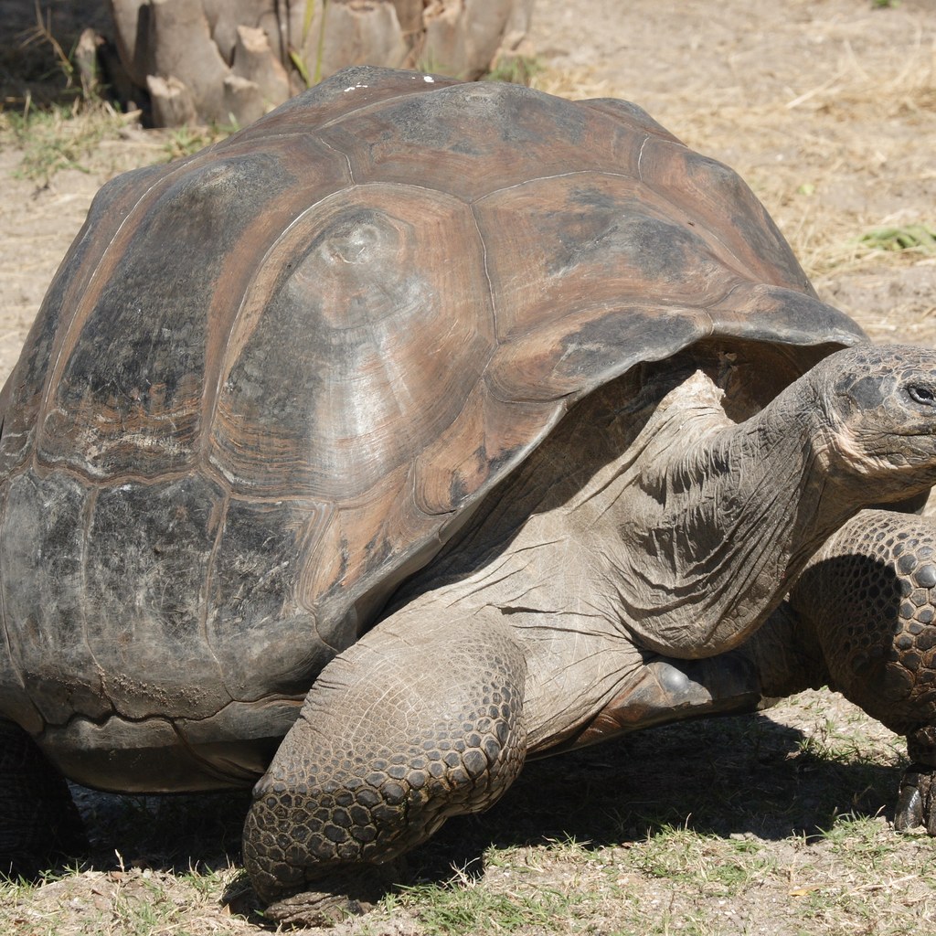 Tortoise wins