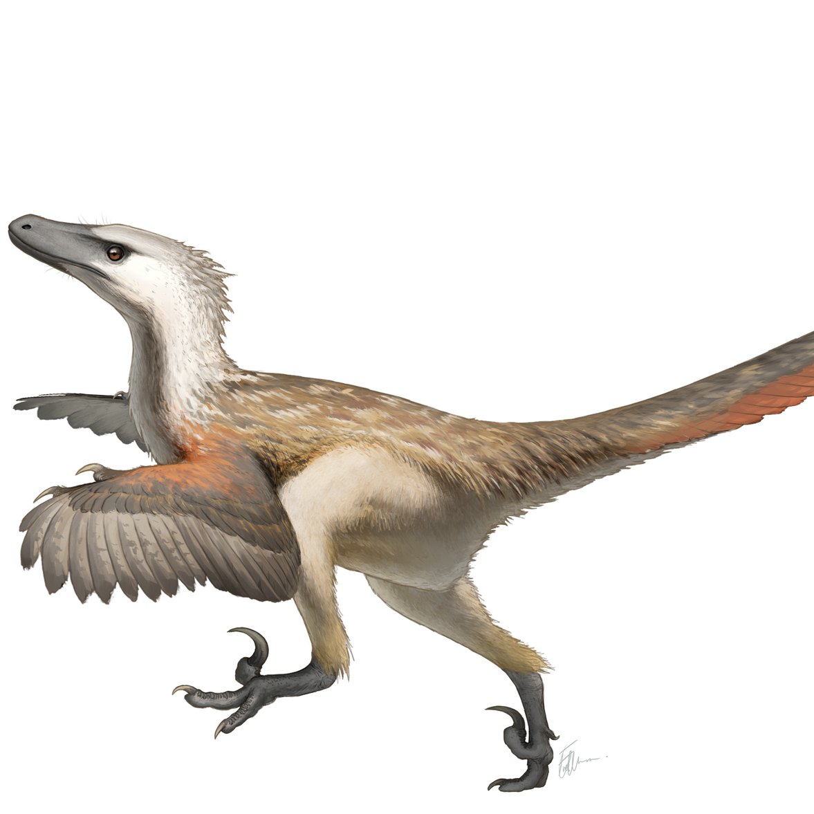 Velociraptor wins