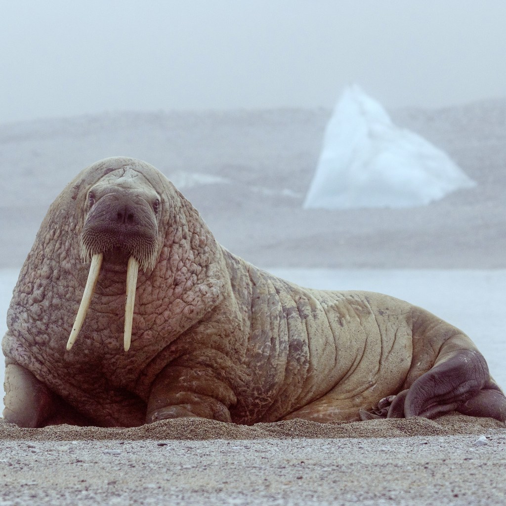 Walrus wins