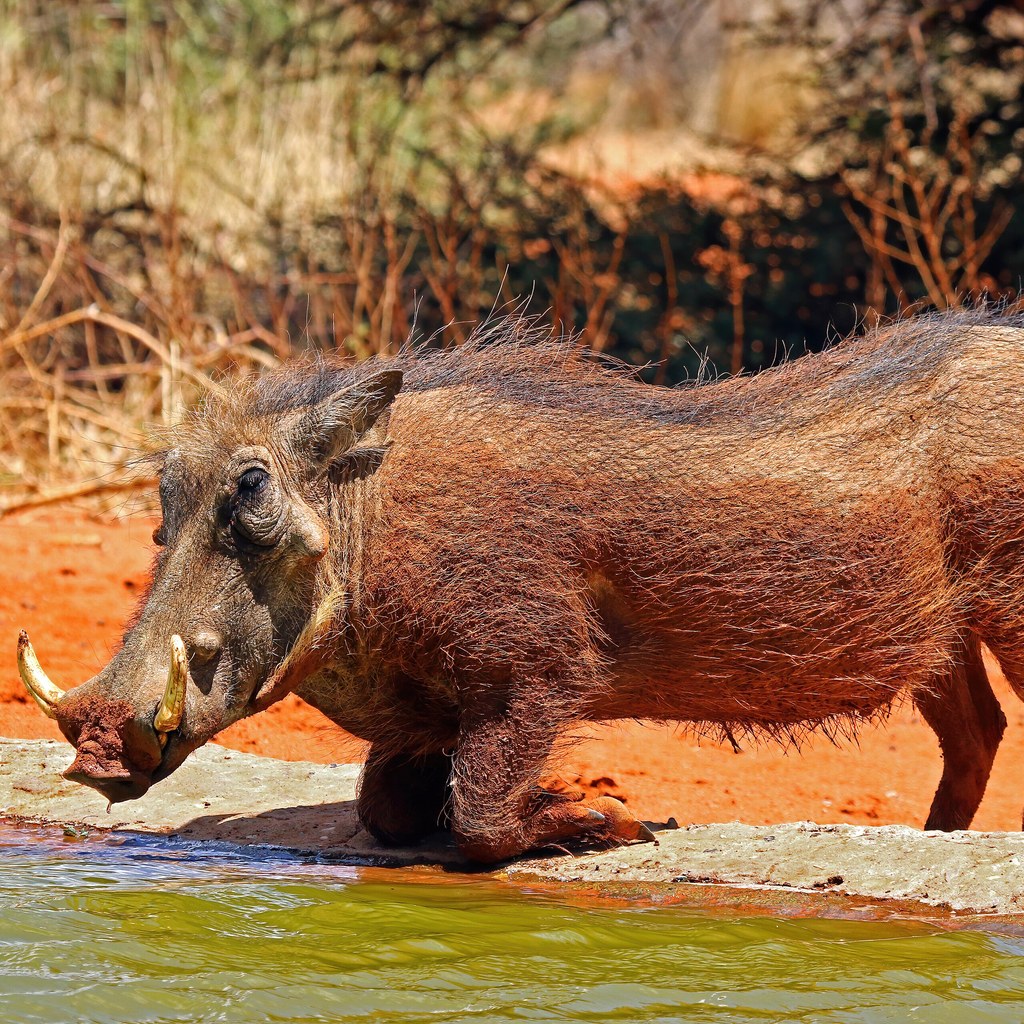 Warthog wins