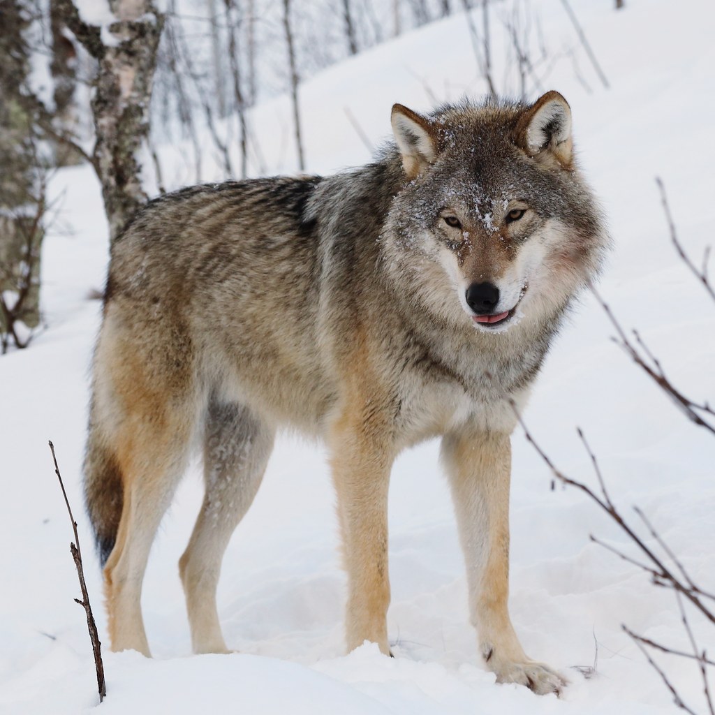 Wolf wins