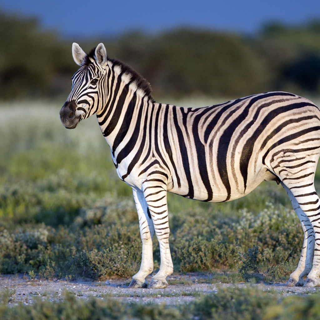 Zebra wins